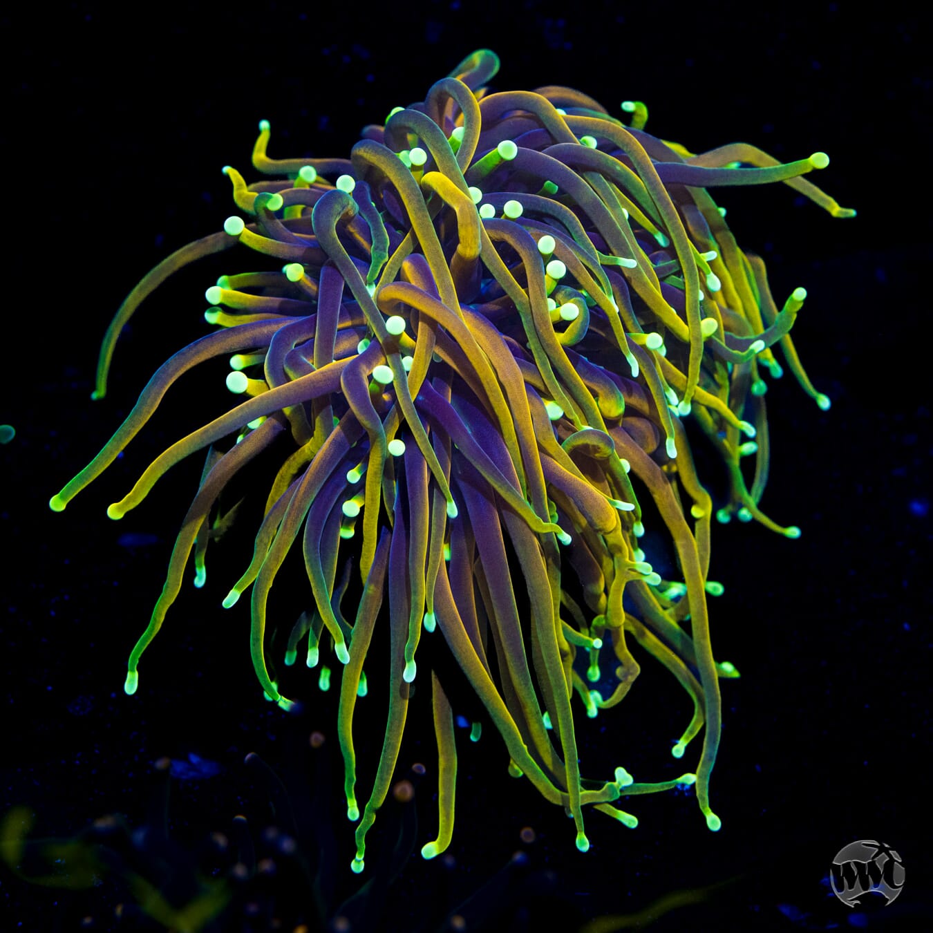 WWC Dragon Soul Torch - Daylight Photo