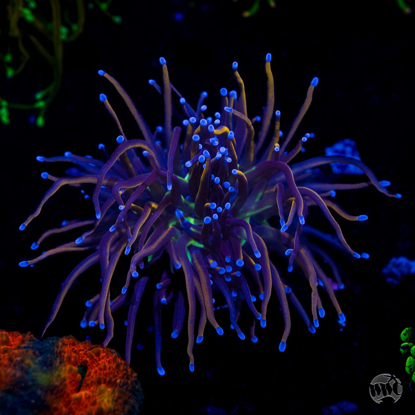 Off Season NY Knicks Torch - Daylight Photo