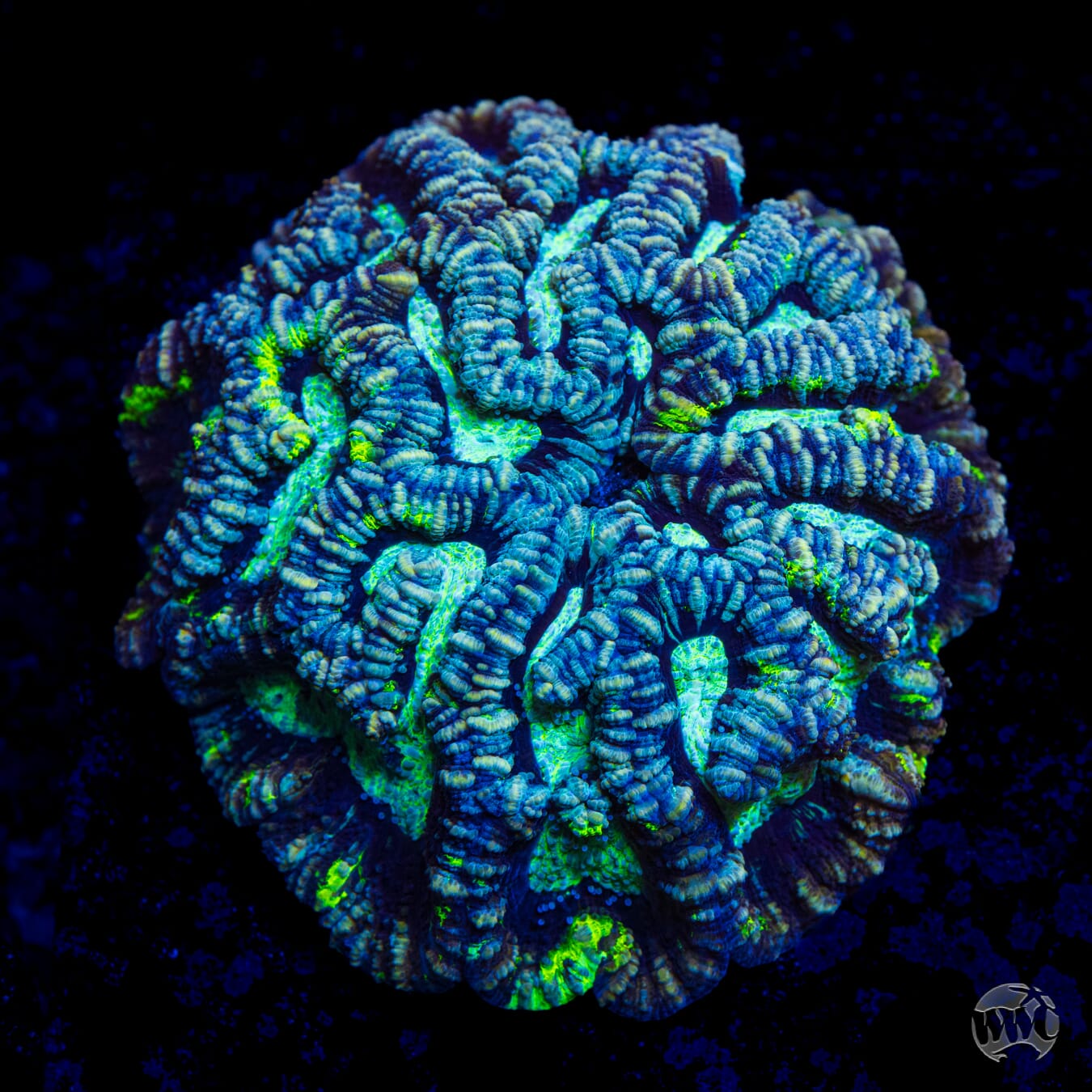 Sour Tiger Symphyllia Wilsoni - Daylight Photo