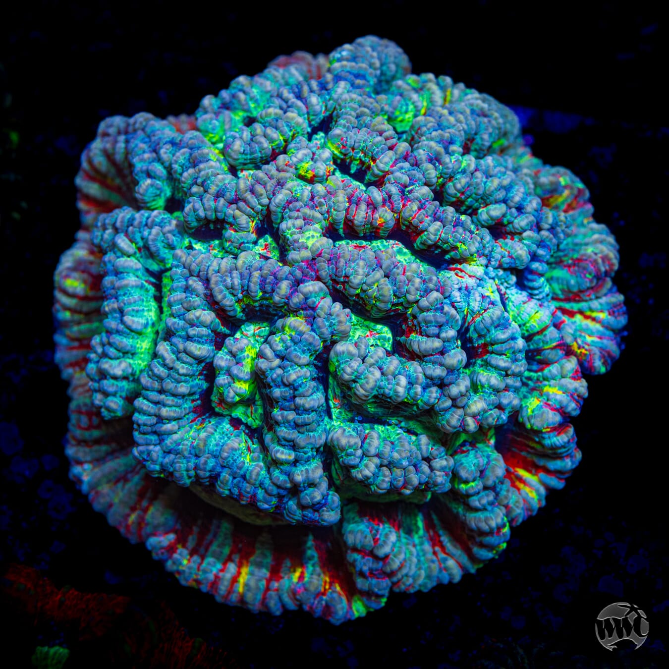 Frozen Tiger Symphyllia Wilsoni - Daylight Photo