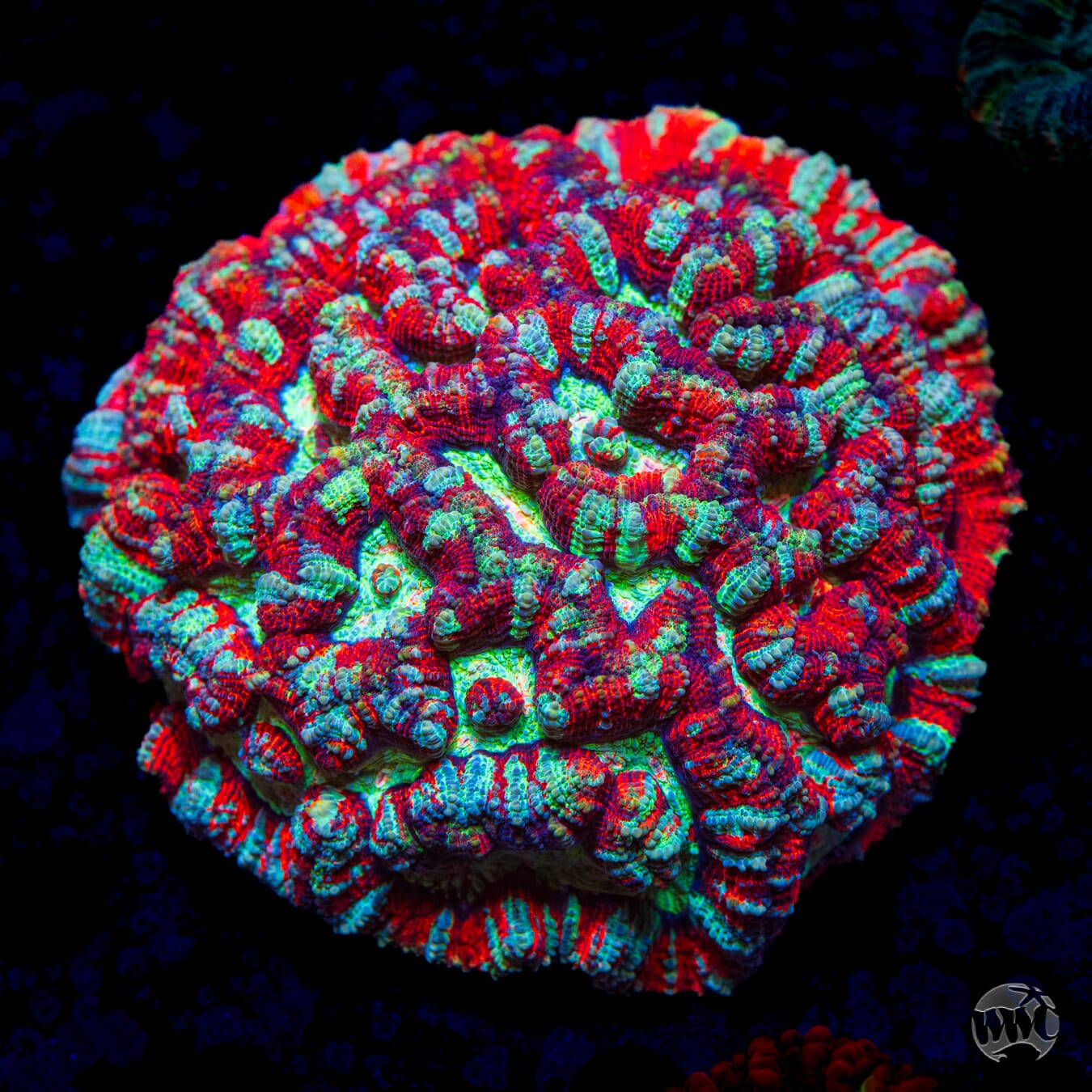 Love Tiger Symphyllia Wilsoni - Daylight Photo