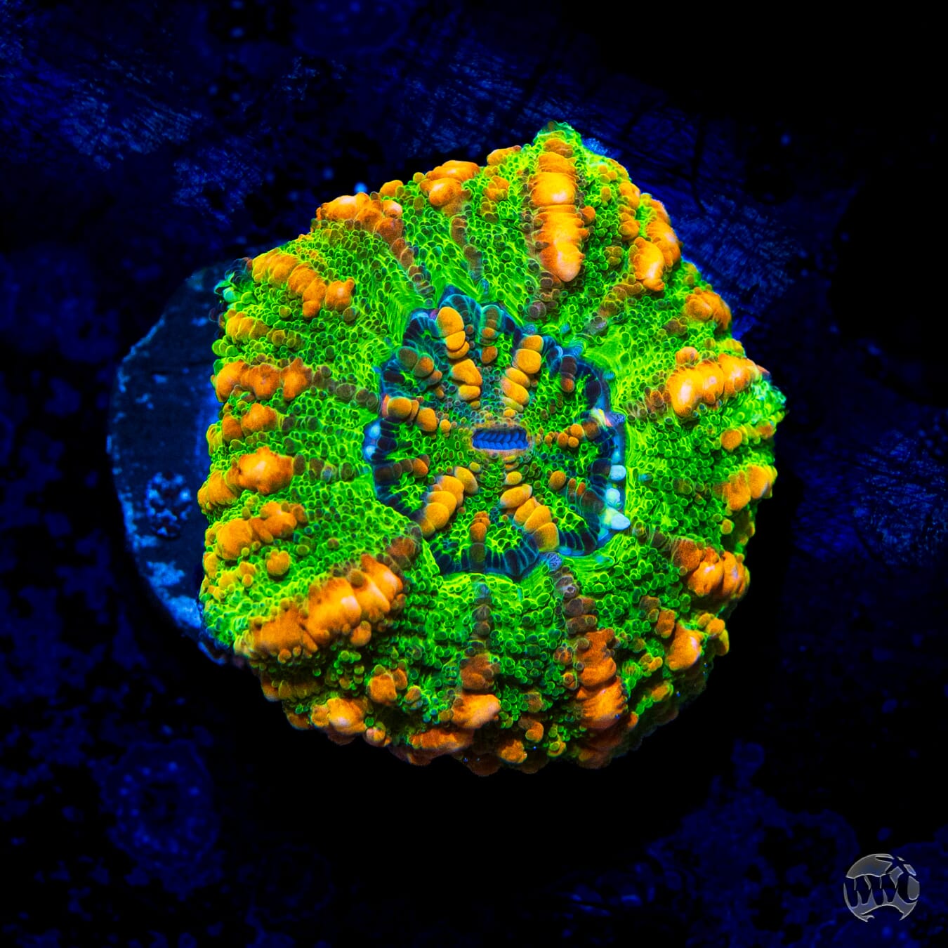 Meanerer Green Button Scolymia - Daylight Photo