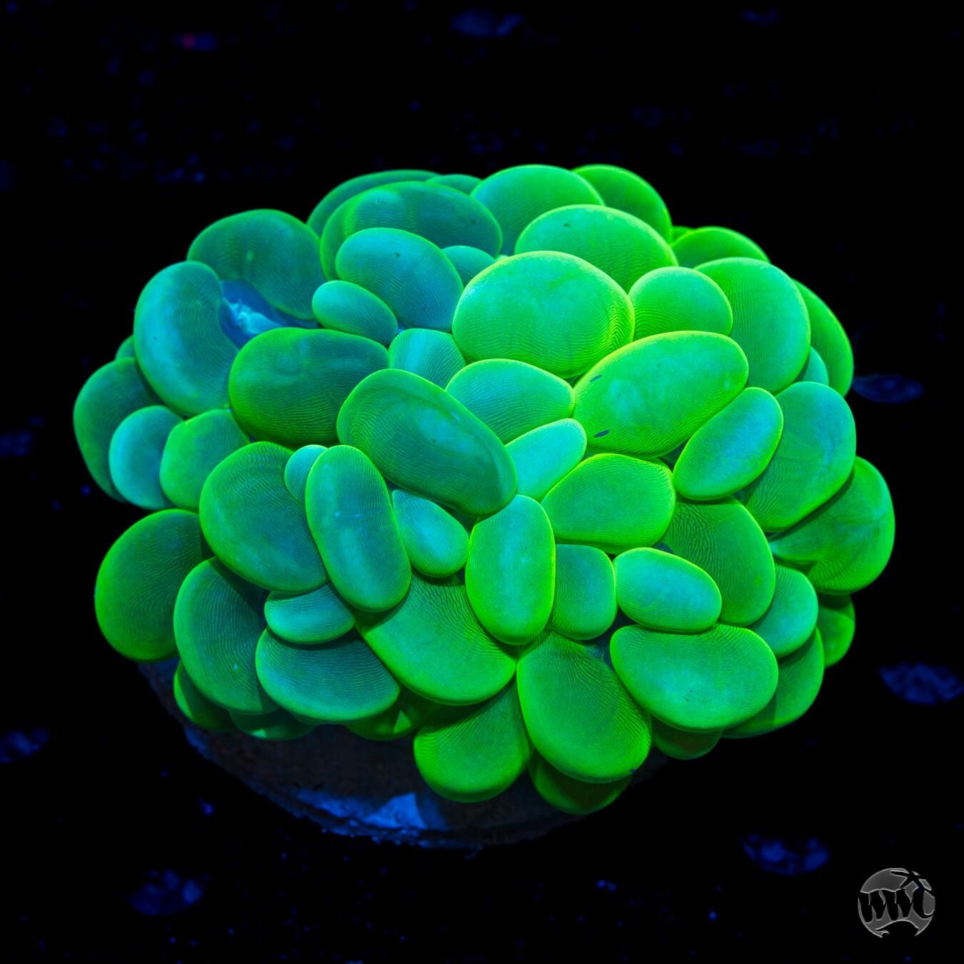 Toxic Fusion Bubble Coral - Daylight Photo