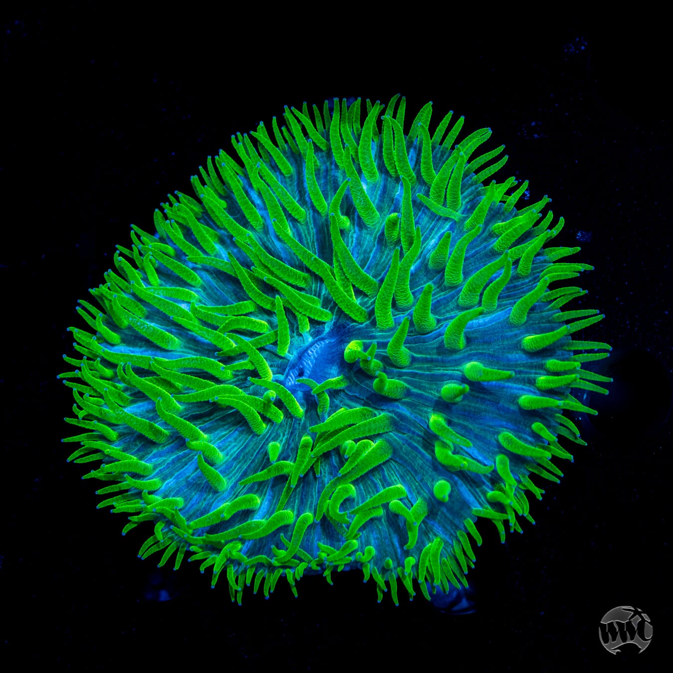 Worms of Krypton Plate Coral - Daylight Photo