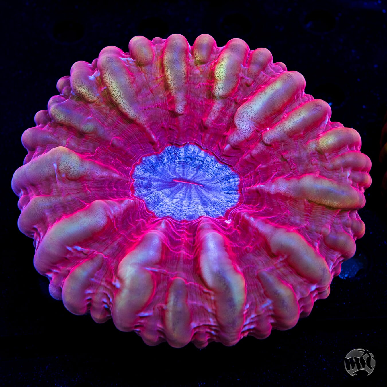 Strawberry Ice Cynarina - Daylight Photo