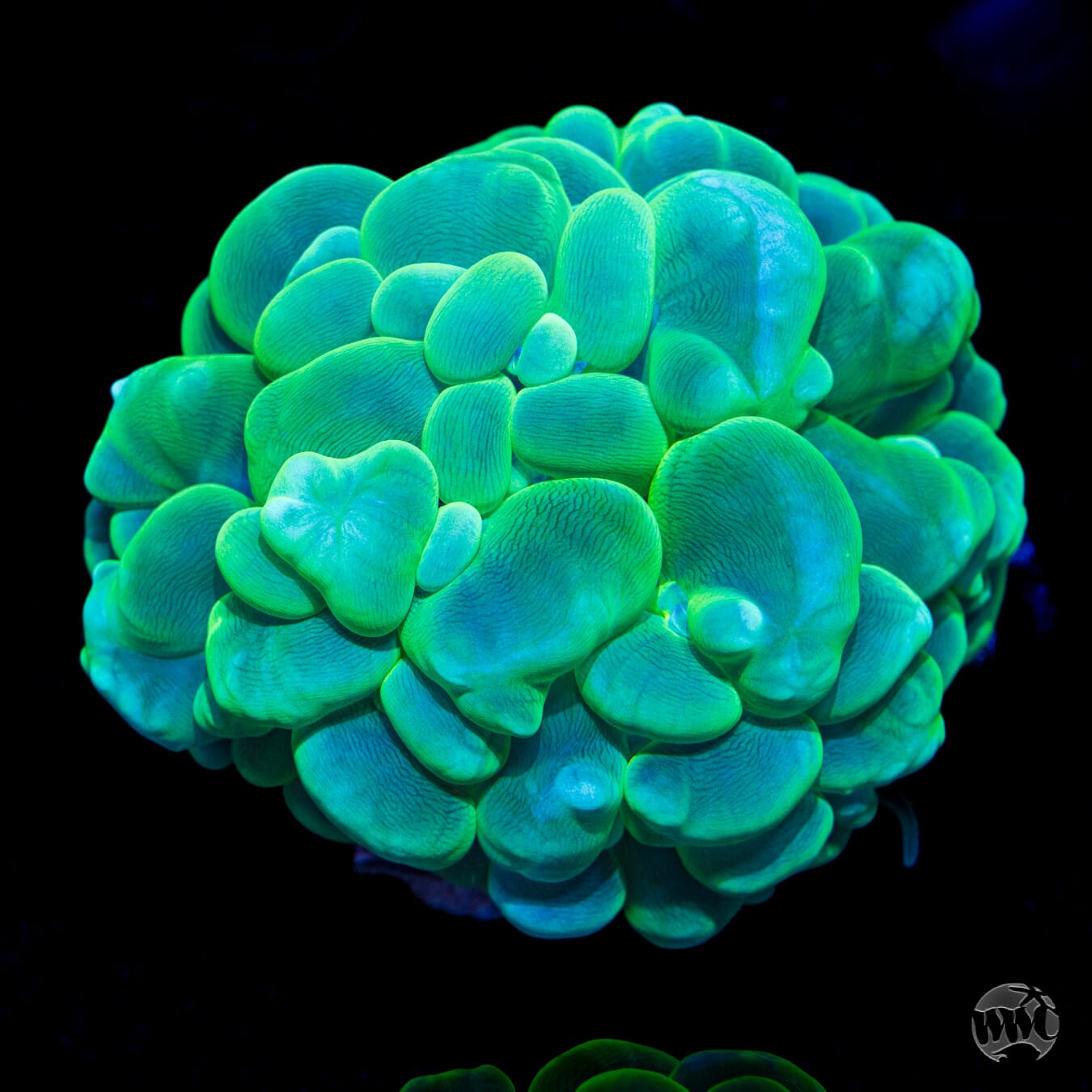 Spooky Bubble Coral - Daylight Photo