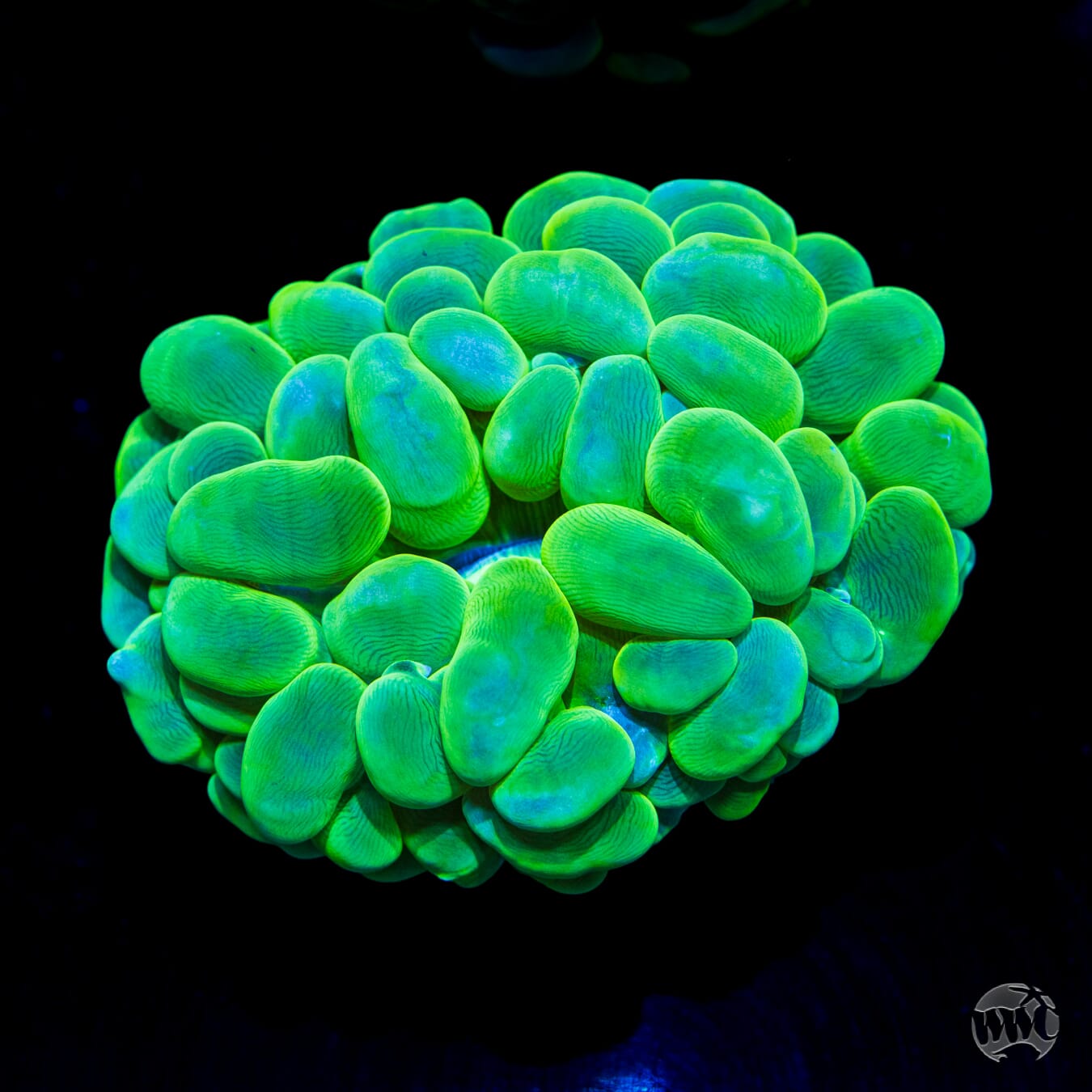 Neon Bubble Coral - Daylight Photo