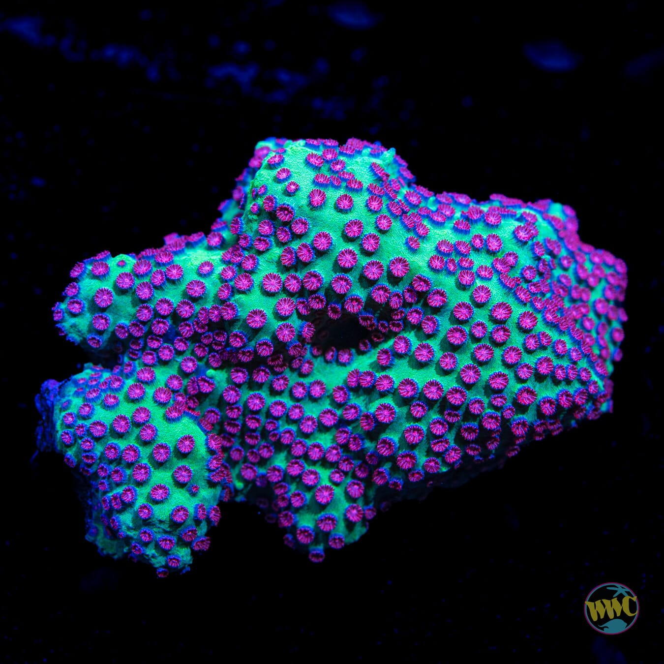 Jason Fox Alien Pox Cyphastrea - Daylight Photo