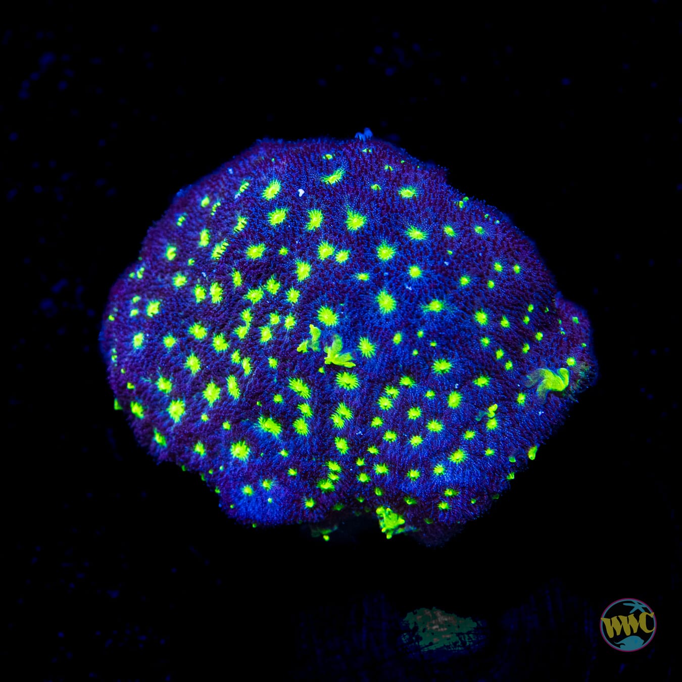 Moonbeam Psammocora - Daylight Photo