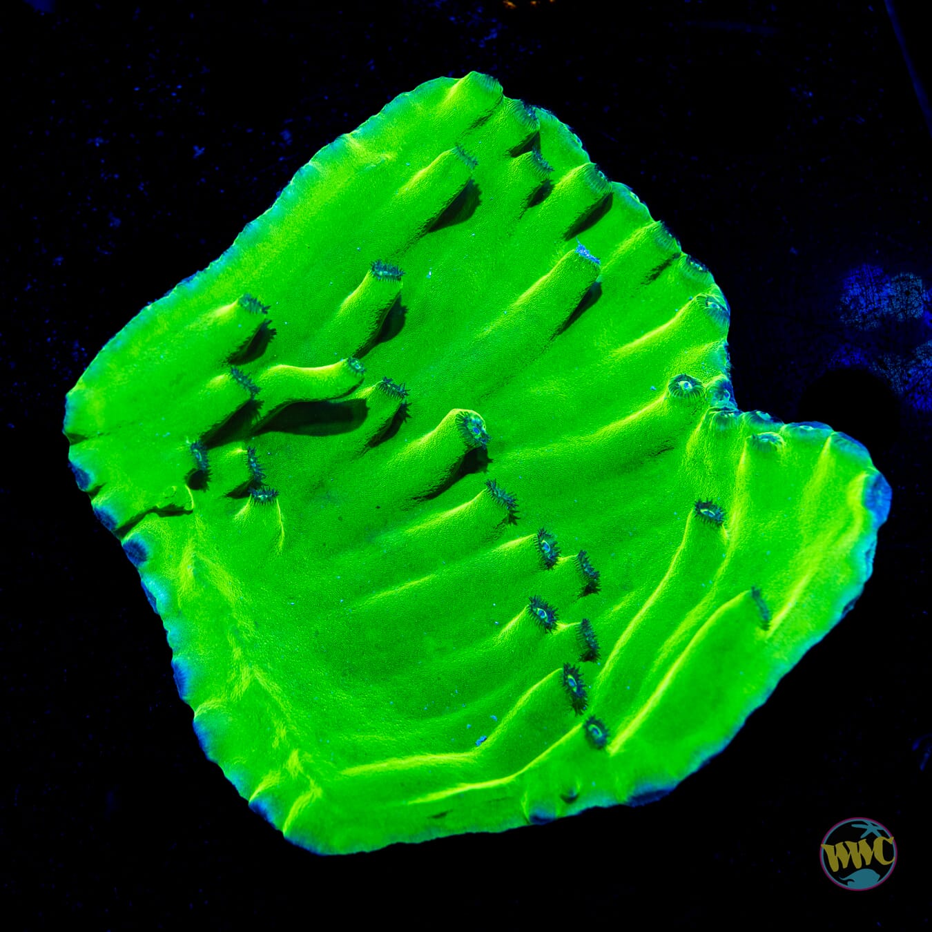 WWC Green Heron Turbinaria - Daylight Photo