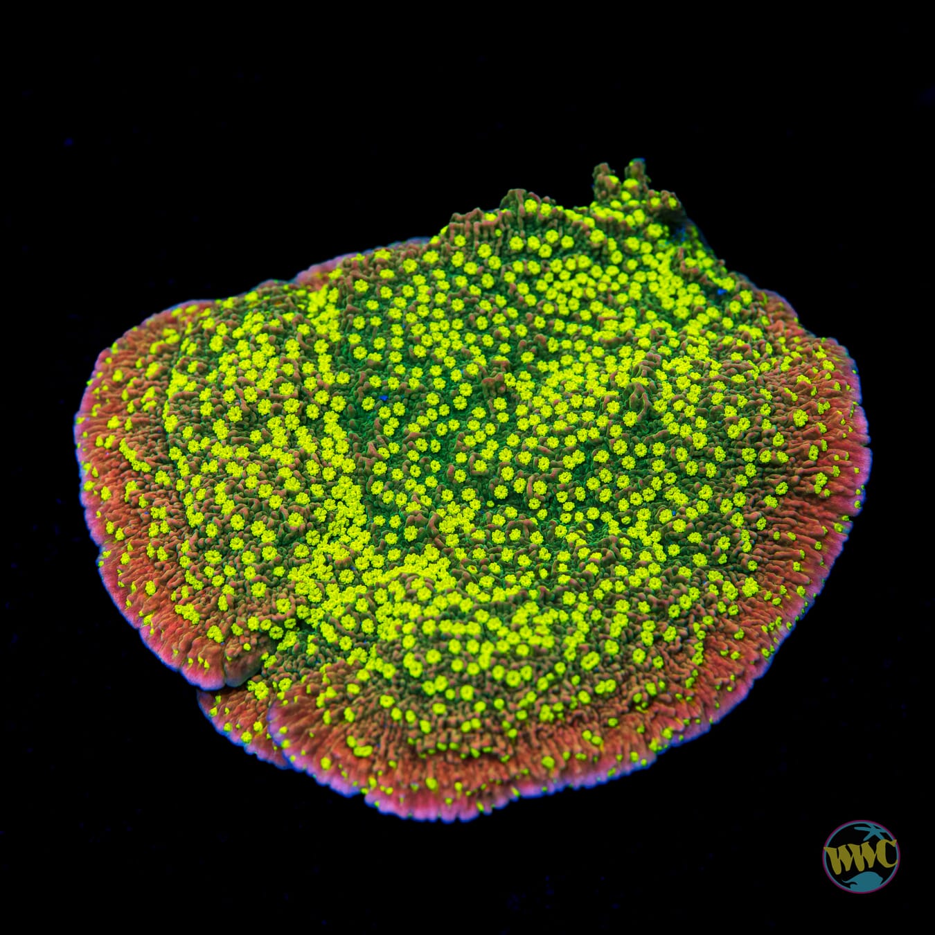 WWC Sunfire Grafted Cap Montipora - Daylight Photo
