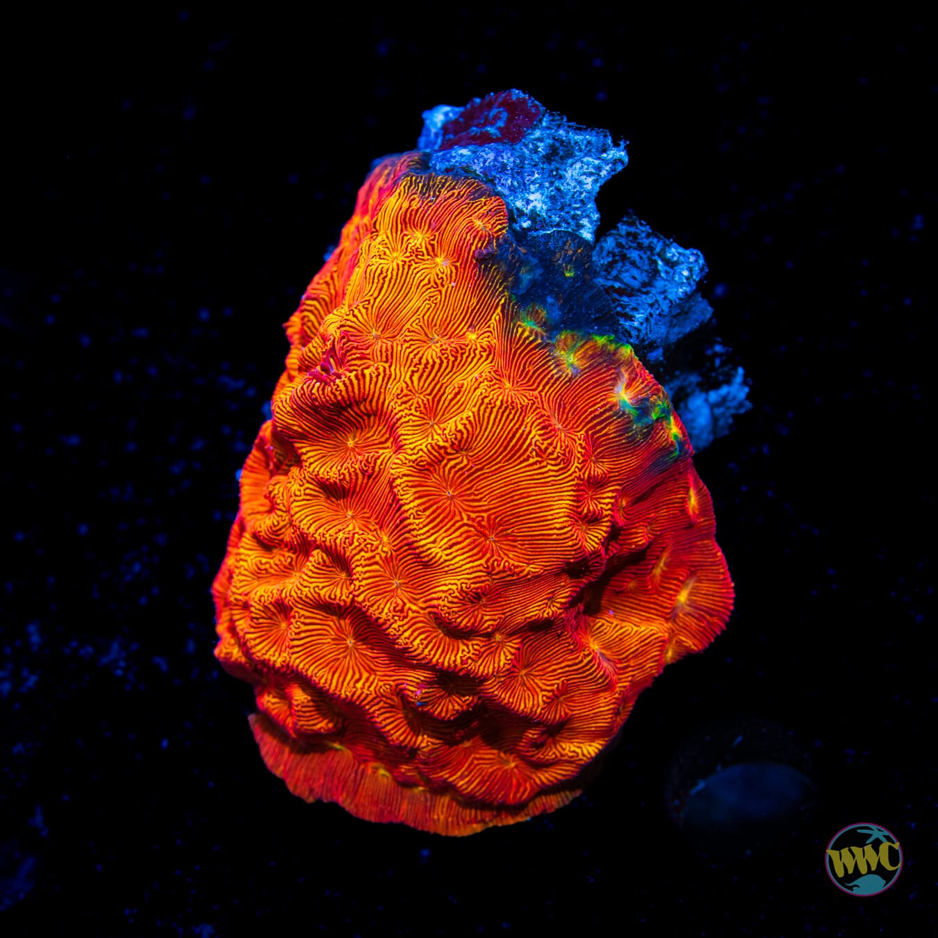 WWC Tan Lady Leptoseris - Daylight Photo