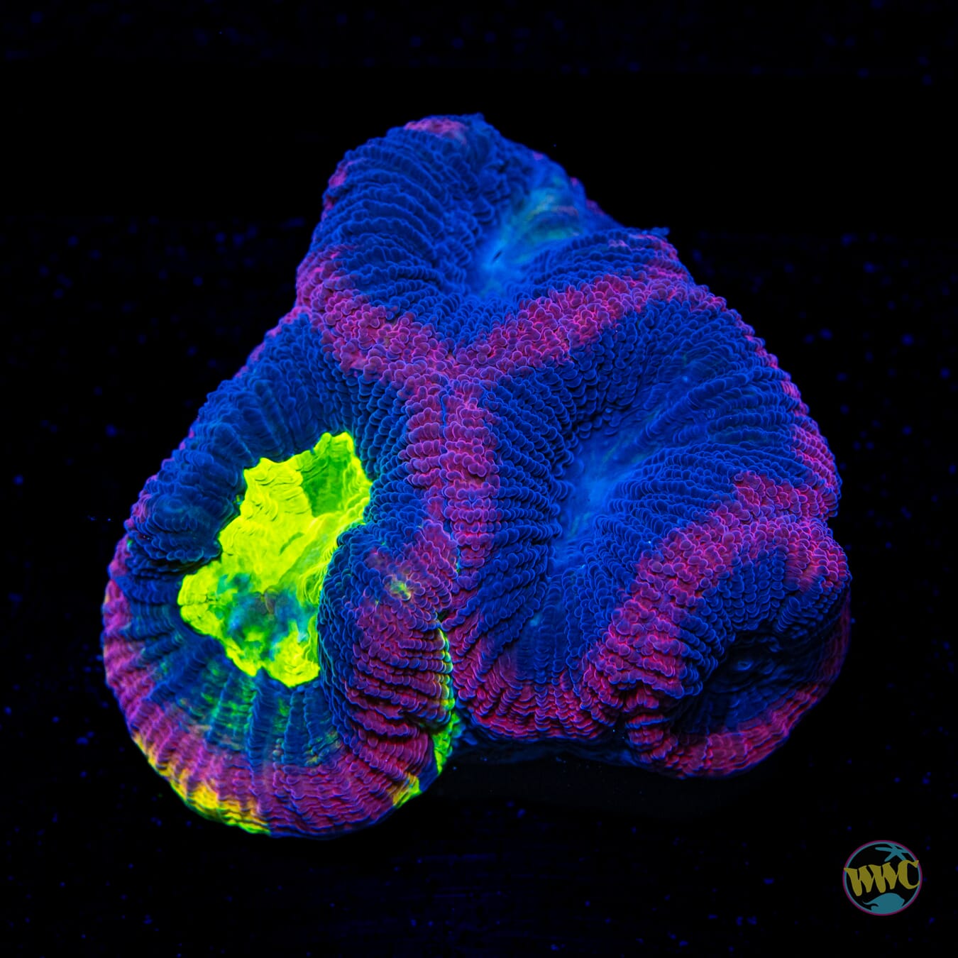 Ultimate Dragon Soul Goniastrea - Daylight Photo