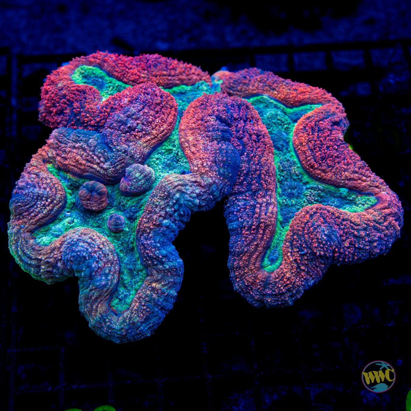 Red Rampage Lobophyllia - Daylight Photo
