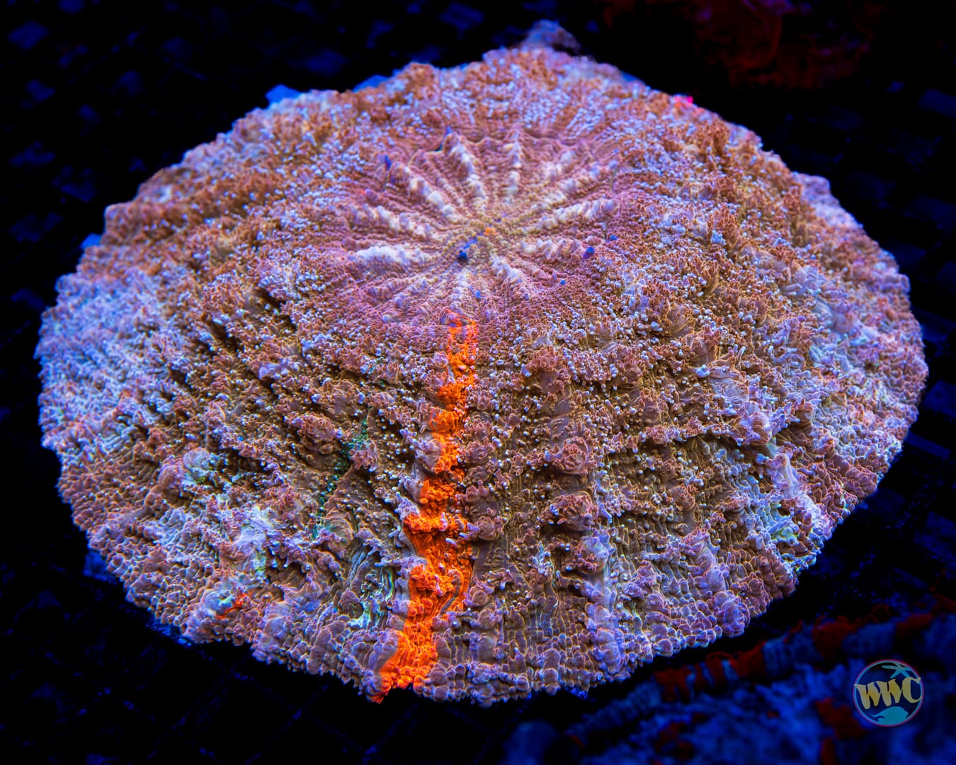 Golden Galazy Acanthophyllia - Daylight Photo