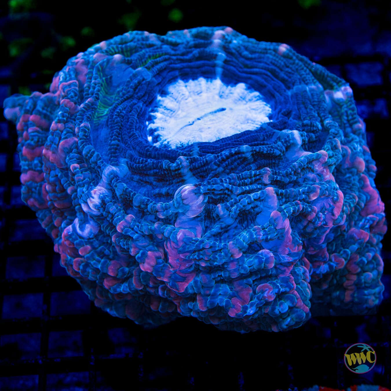 Big Blue Ox Acanthophyllia - Daylight Photo