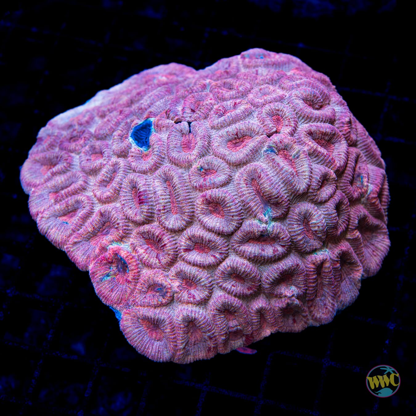 Peaches and Cream Favia - Daylight Photo