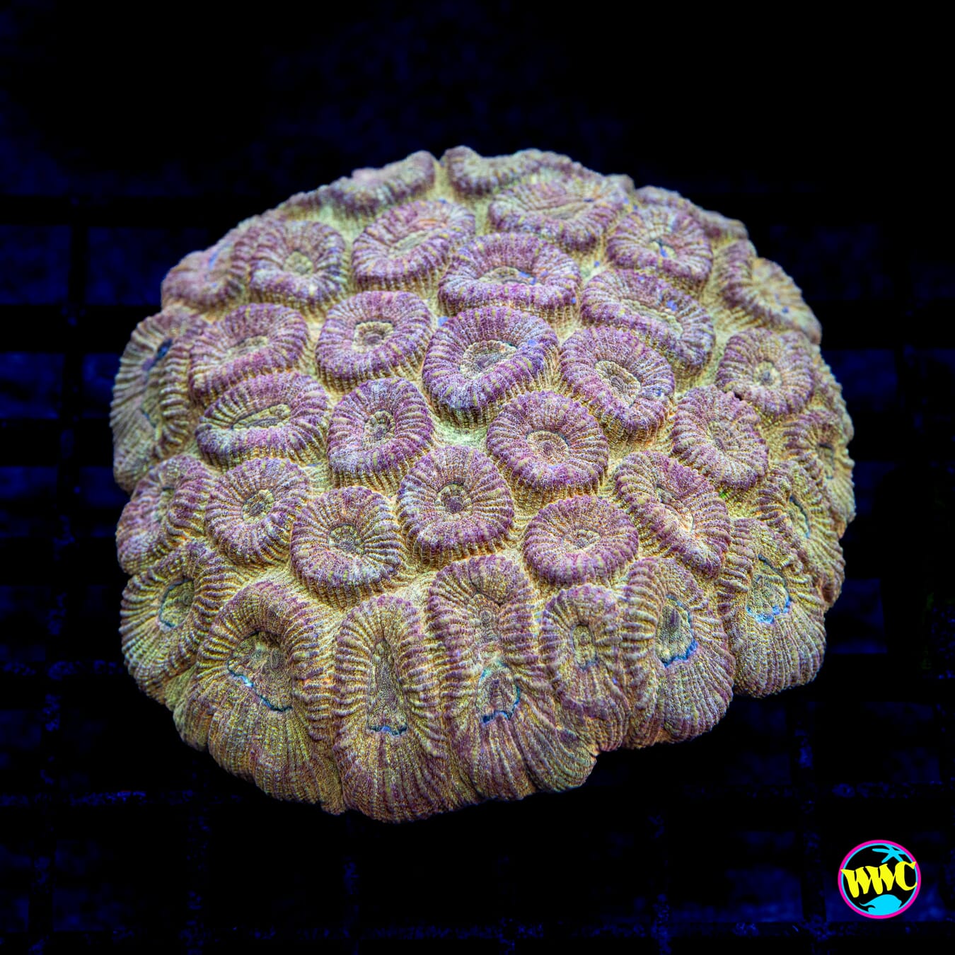 Moon Crater Favia - Daylight Photo