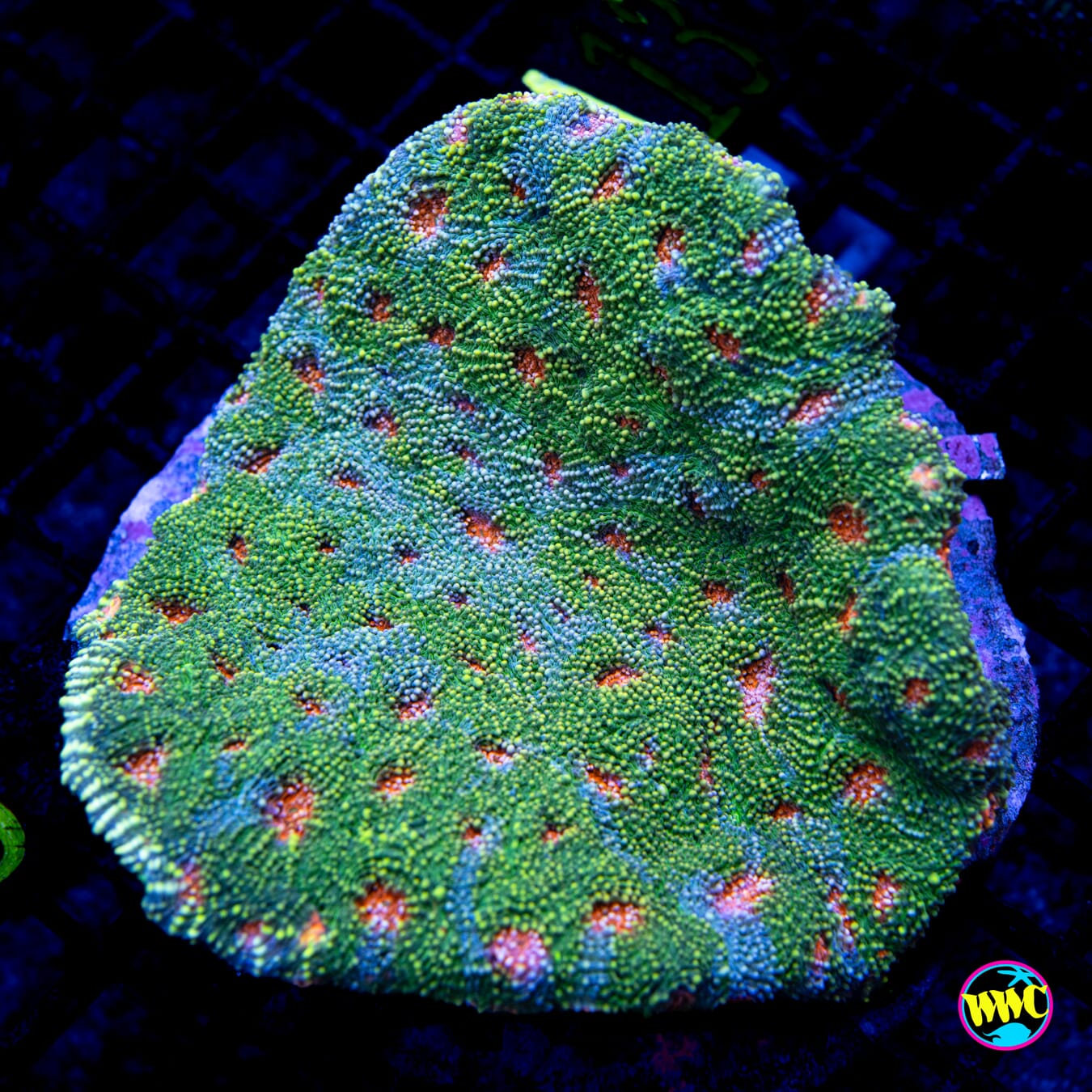 Fields and Streams Echinata - Daylight Photo