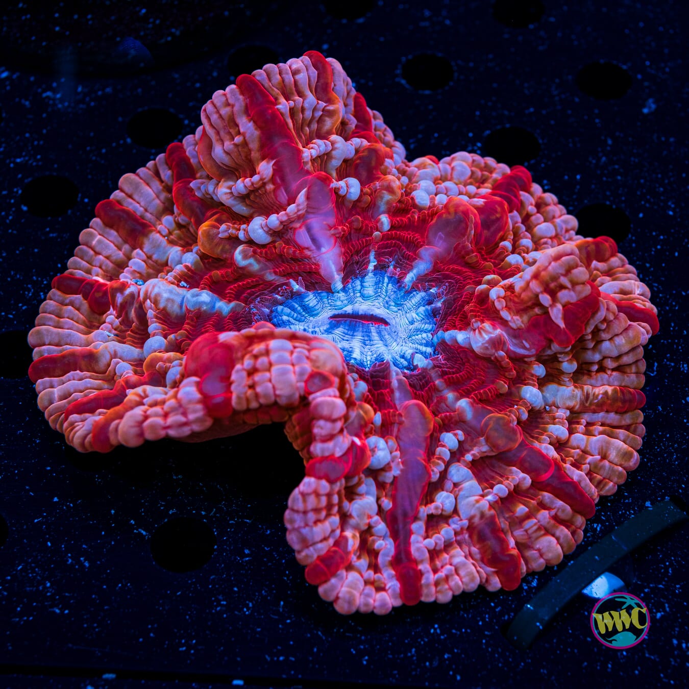 Peppermint Cynarina - Daylight Photo