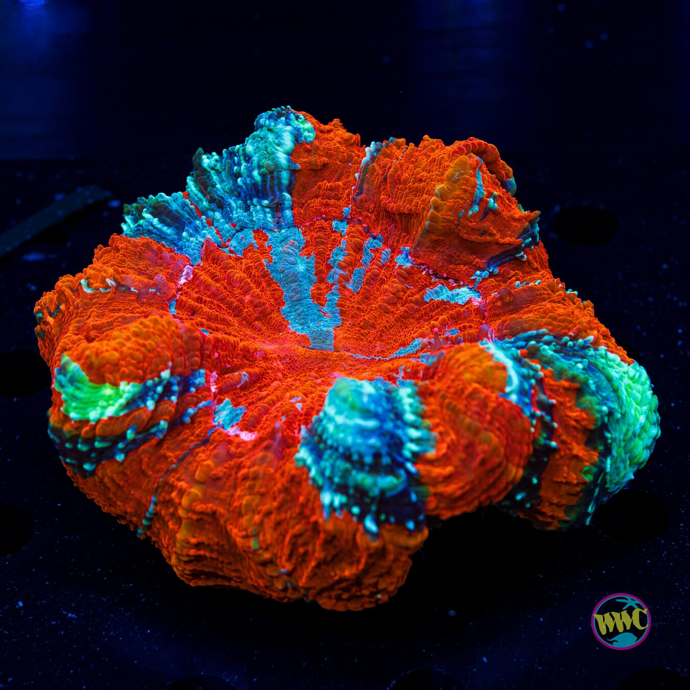 Lava Flow Acanthophyllia - Daylight Photo