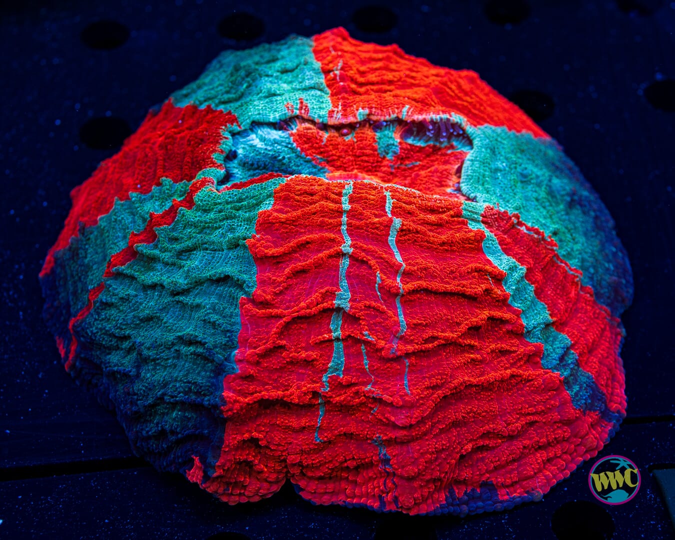 Red Hole Sun Acanthophyllia - Daylight Photo