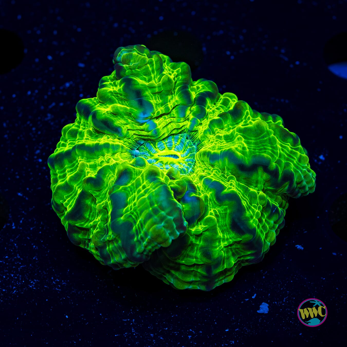 Hellfire Cynarina - Daylight Photo