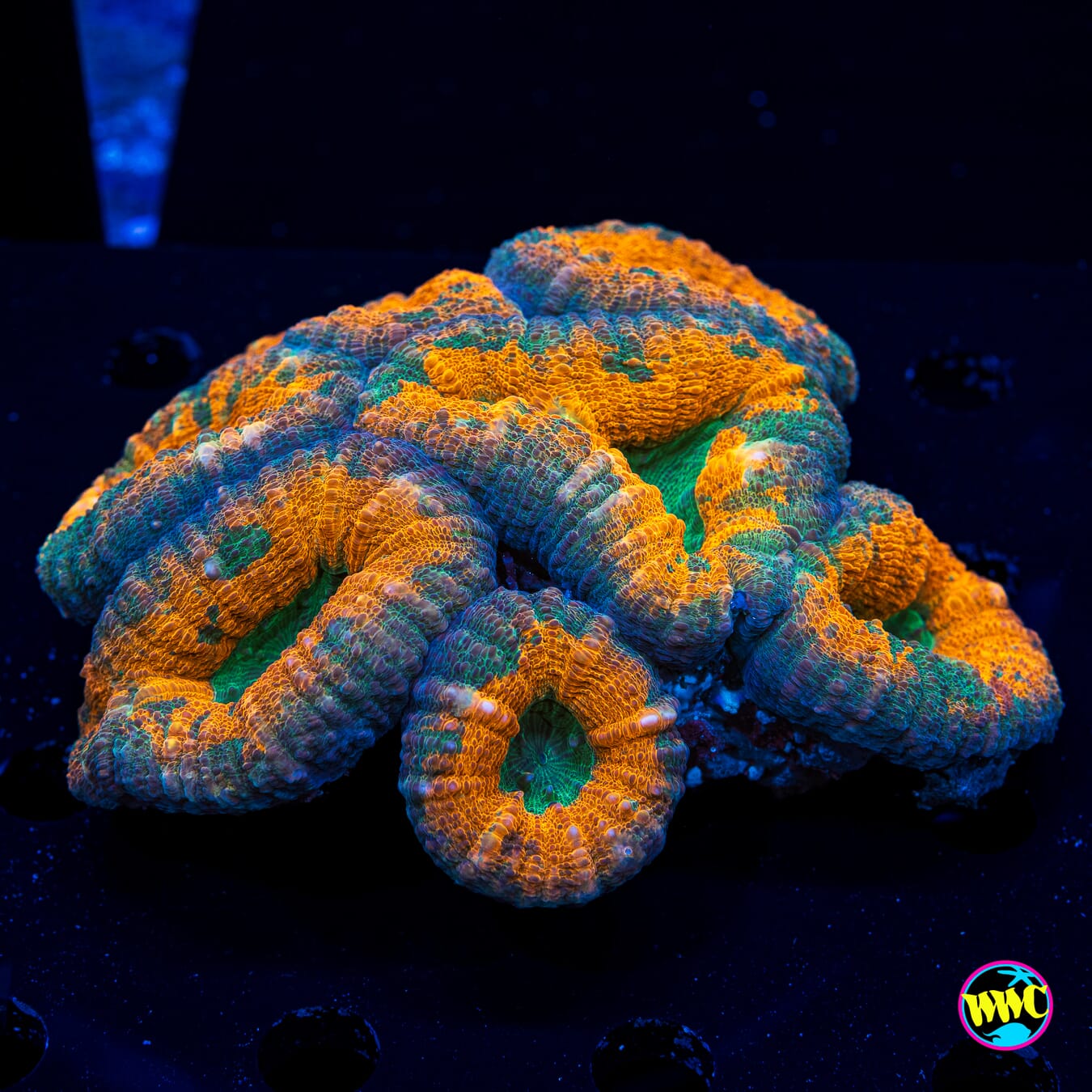 Orangeade Lobophyllia - Daylight Photo