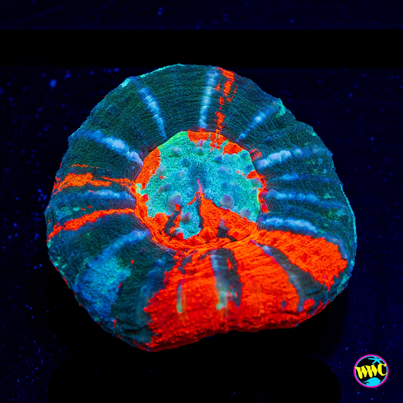 Warpaint Scolymia - Daylight Photo