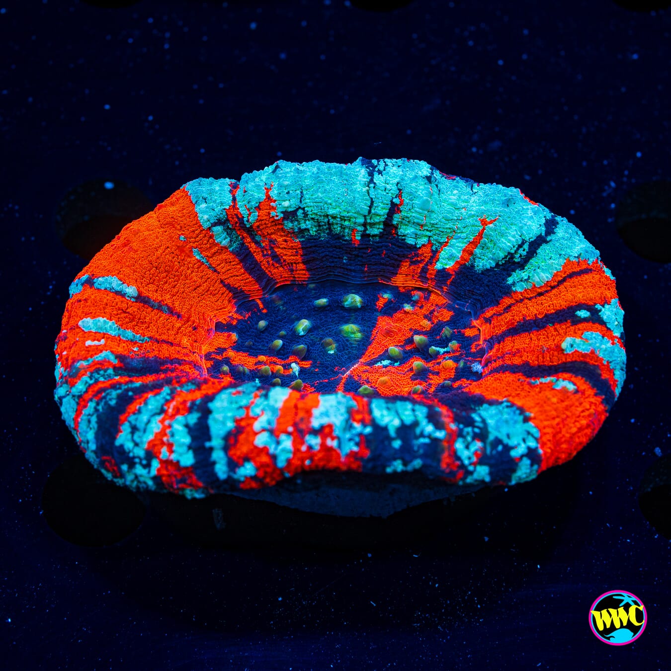 Icestorm Warpaint Scolymia - Daylight Photo