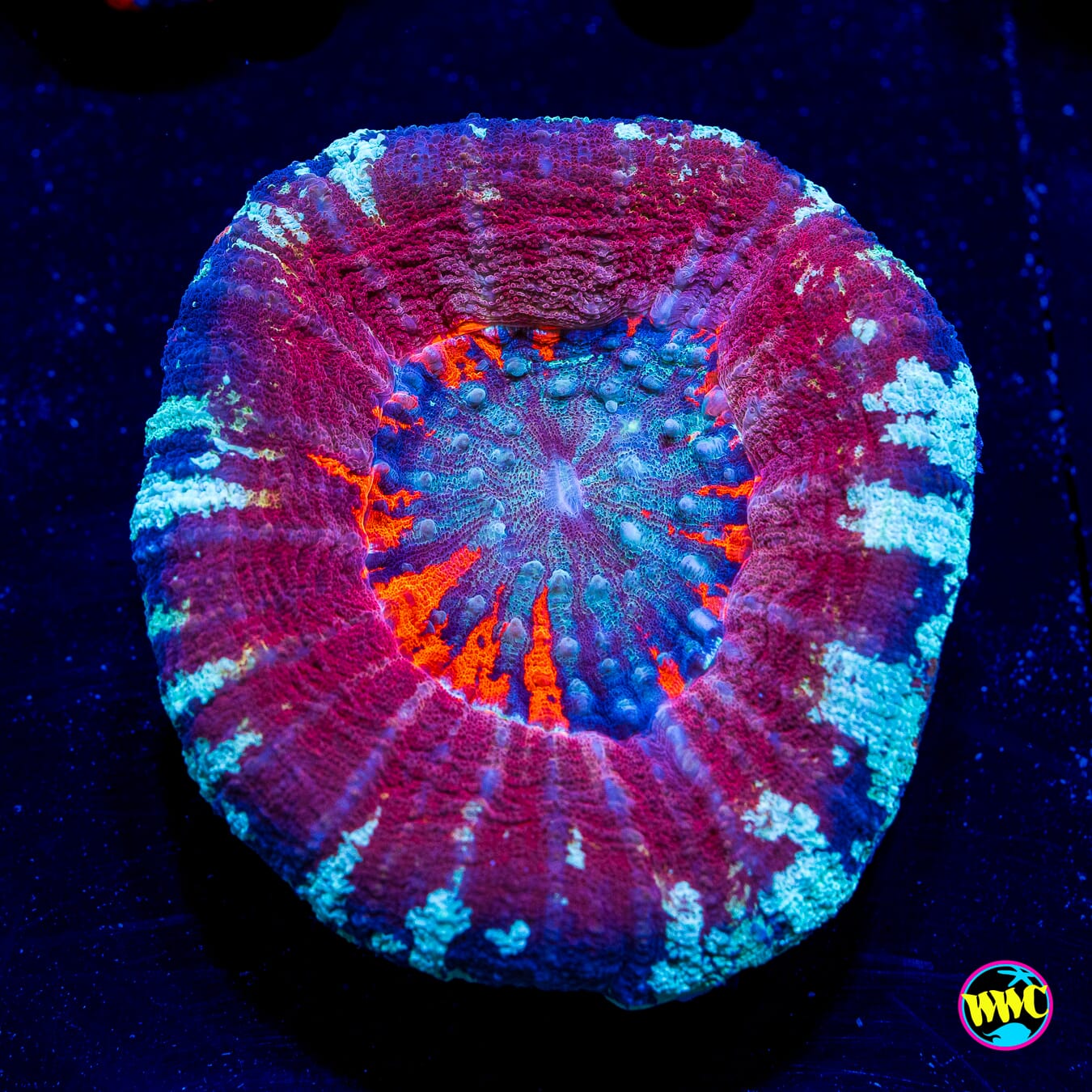 Icy Underworld Scolymia - Daylight Photo