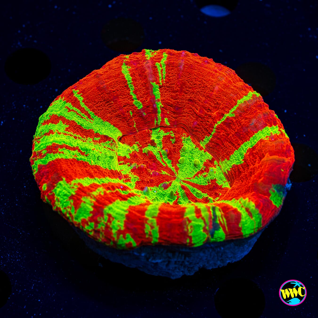 Super Bleeding Apple Scolymia - Daylight Photo