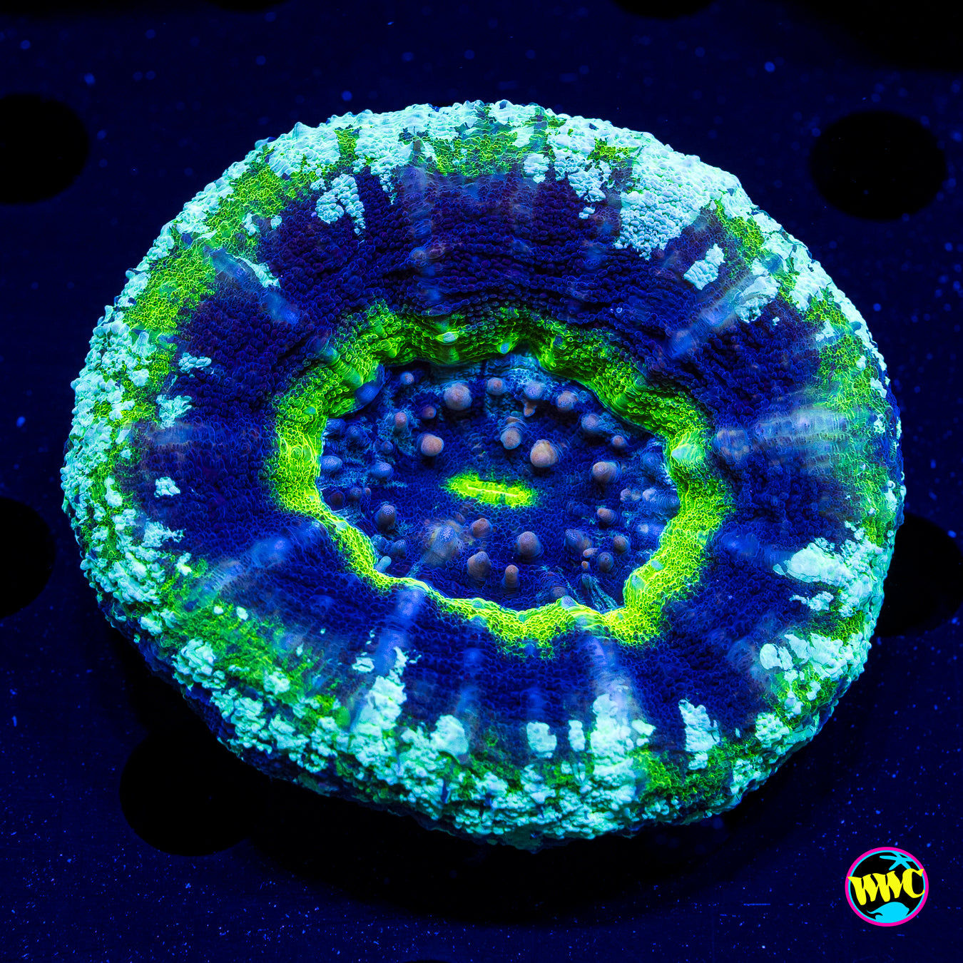 Frosted UFO Scolymia