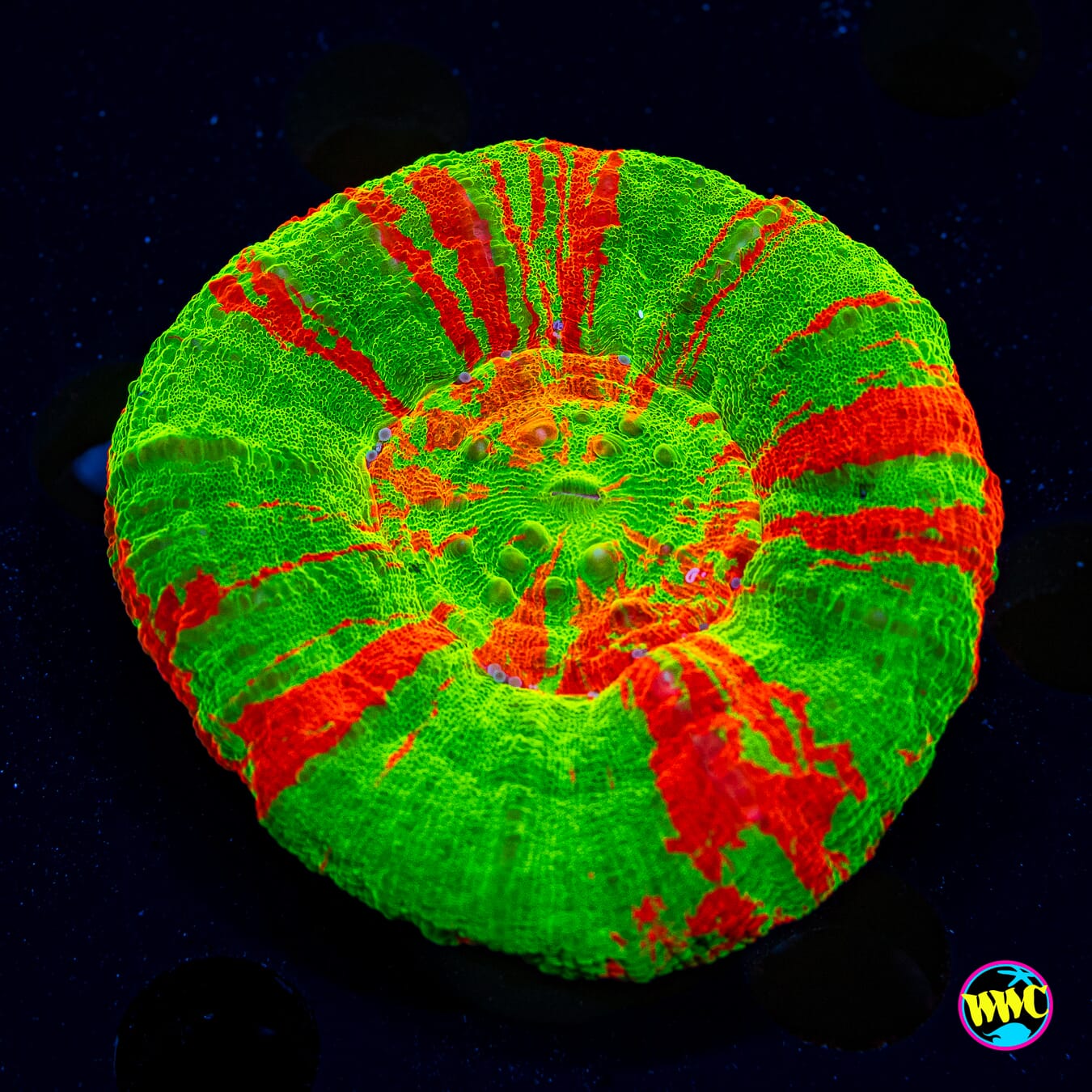 Bleeding Apple Scolymia - Daylight Photo