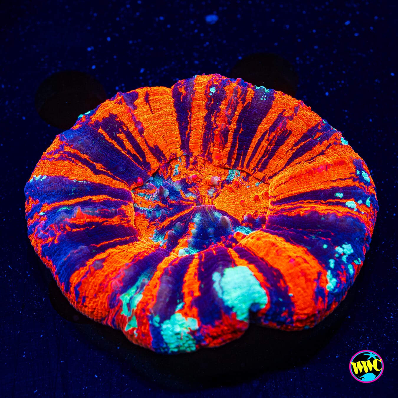 Ultimate Warpaint Scolymia - Daylight Photo