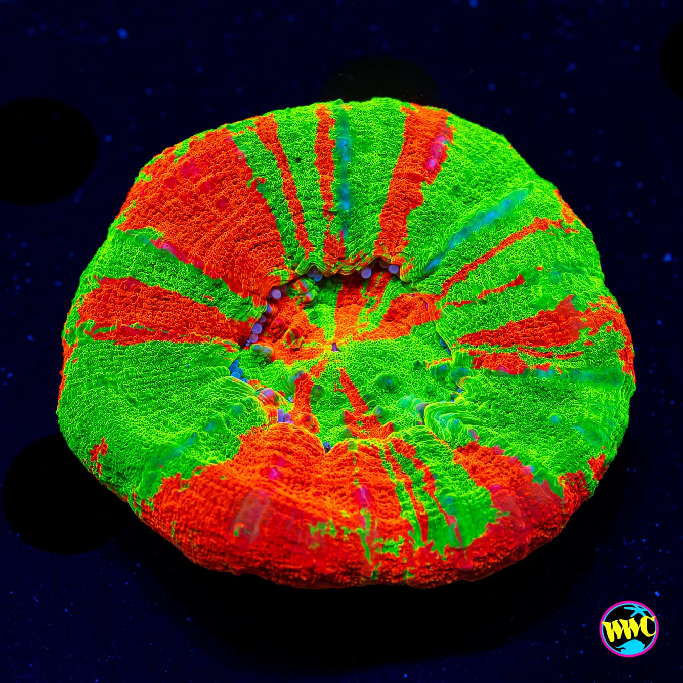 Bleeding Apple Scolymia - Daylight Photo