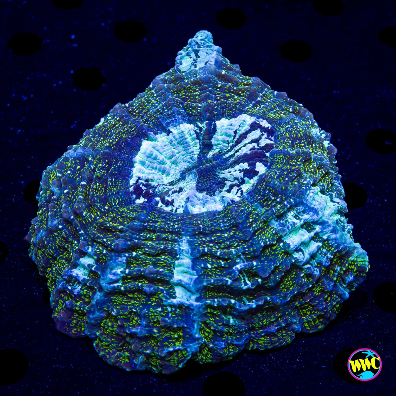 Starry Night Acanthophyllia - Daylight Photo