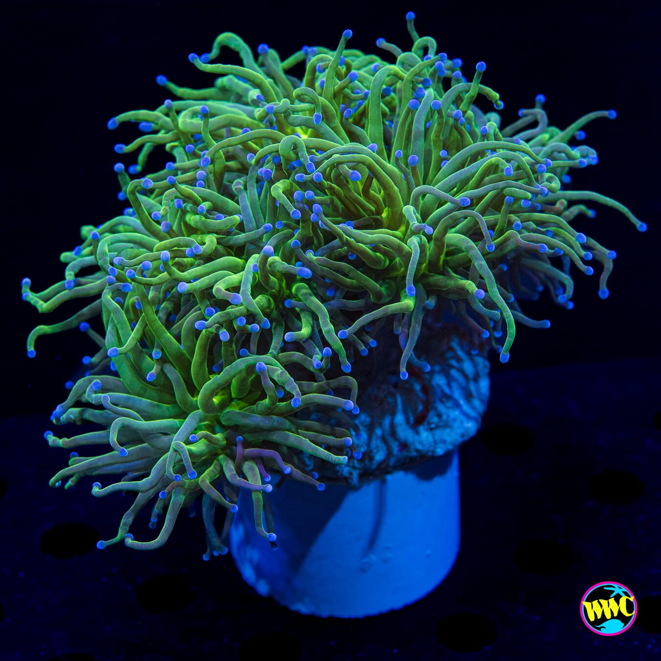 Blue Tipped Torch - Daylight Photo