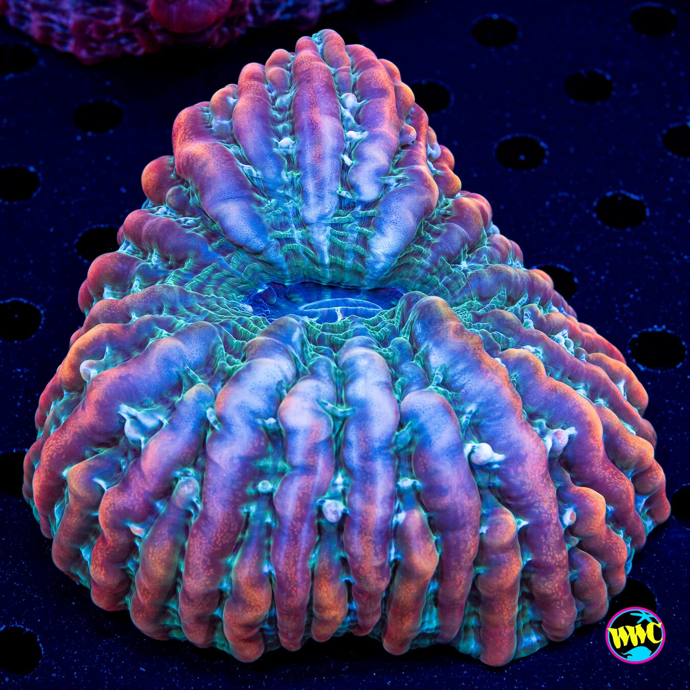 Kaleidoscope Indophyllia - Daylight Photo