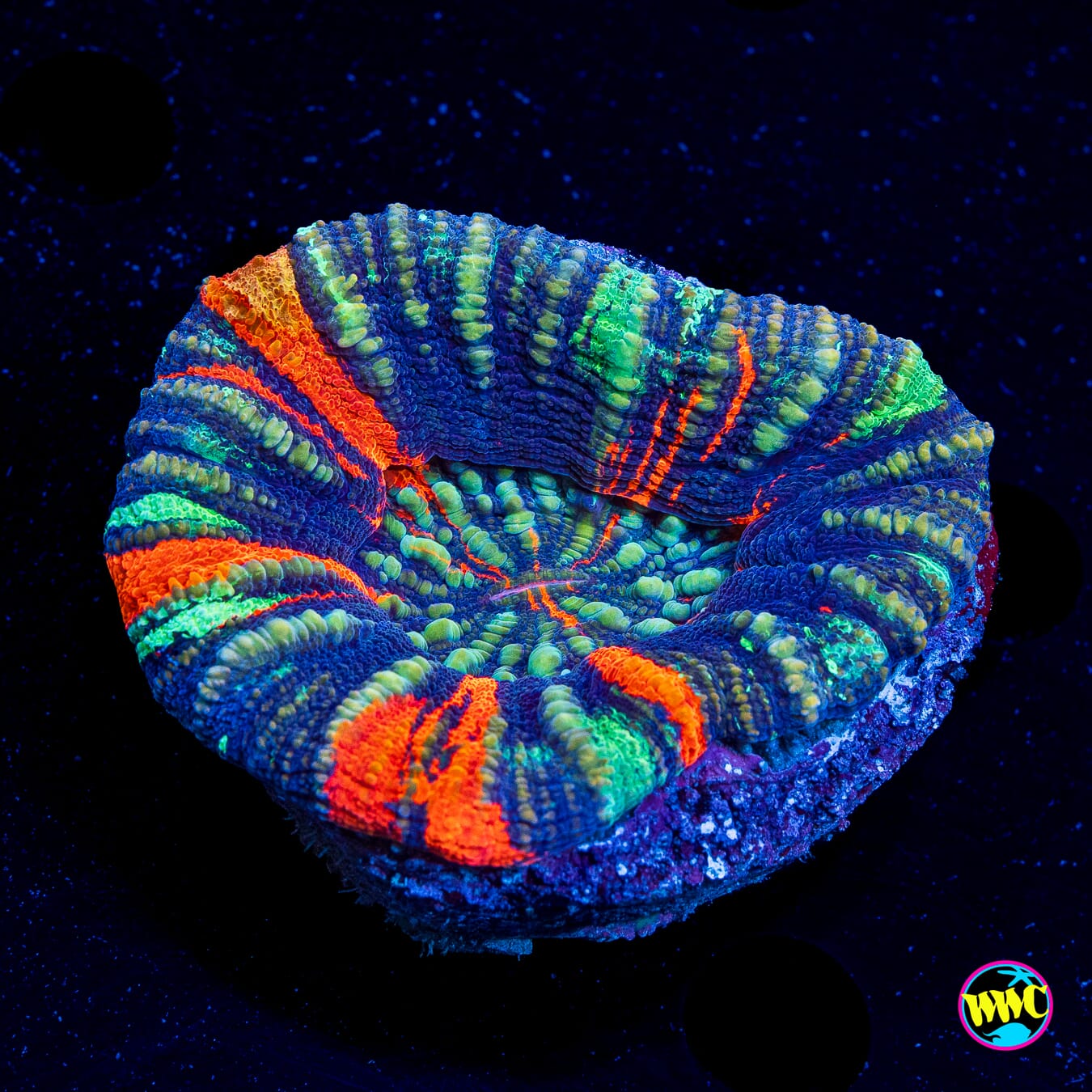 Super Frosted Warpaint Scolymia - Daylight Photo