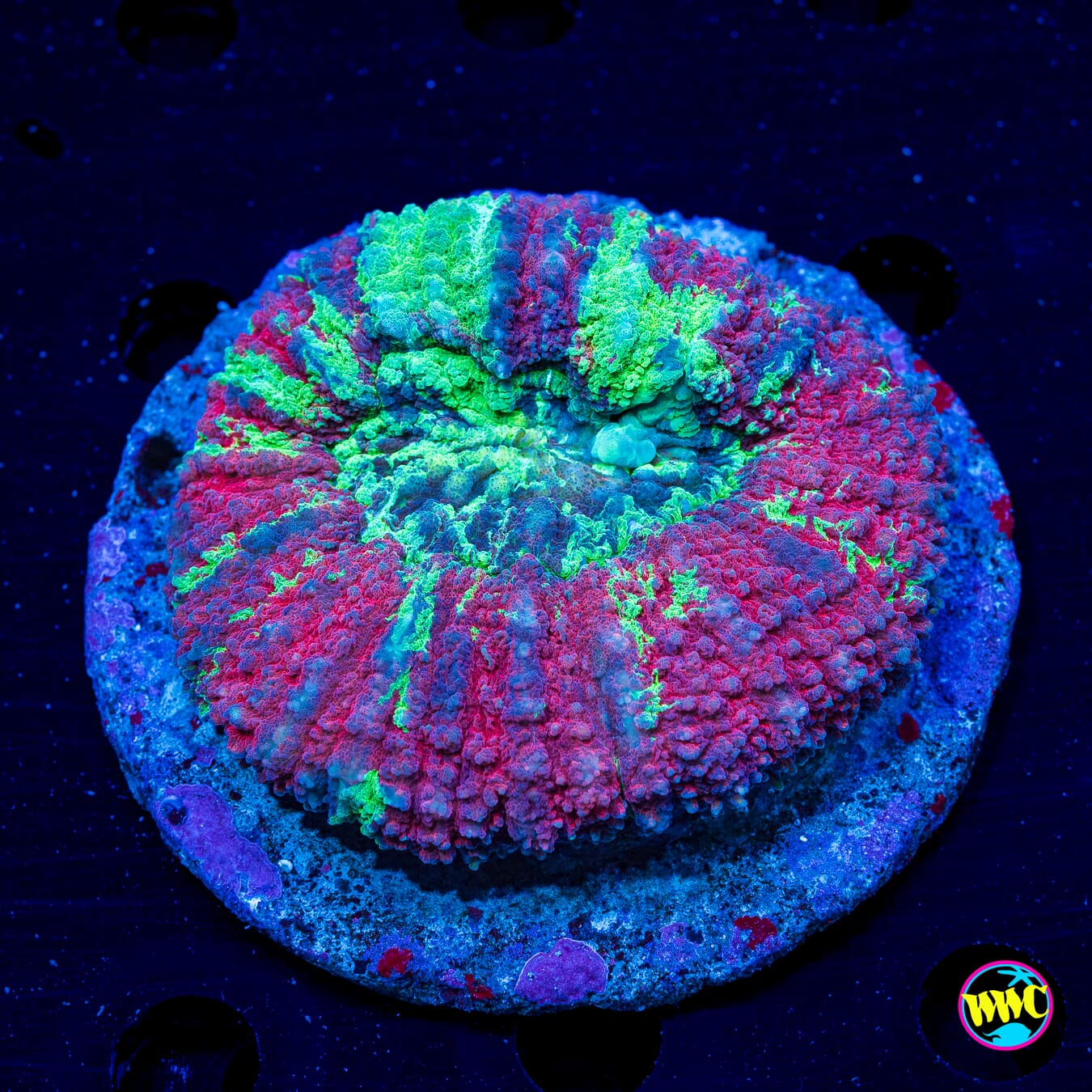 Scarlet Crusader Lobophyllia - Daylight Photo