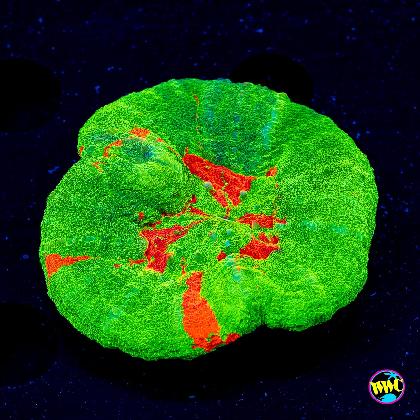 Blotchy Bleeding Apple Scolymia - Daylight Photo