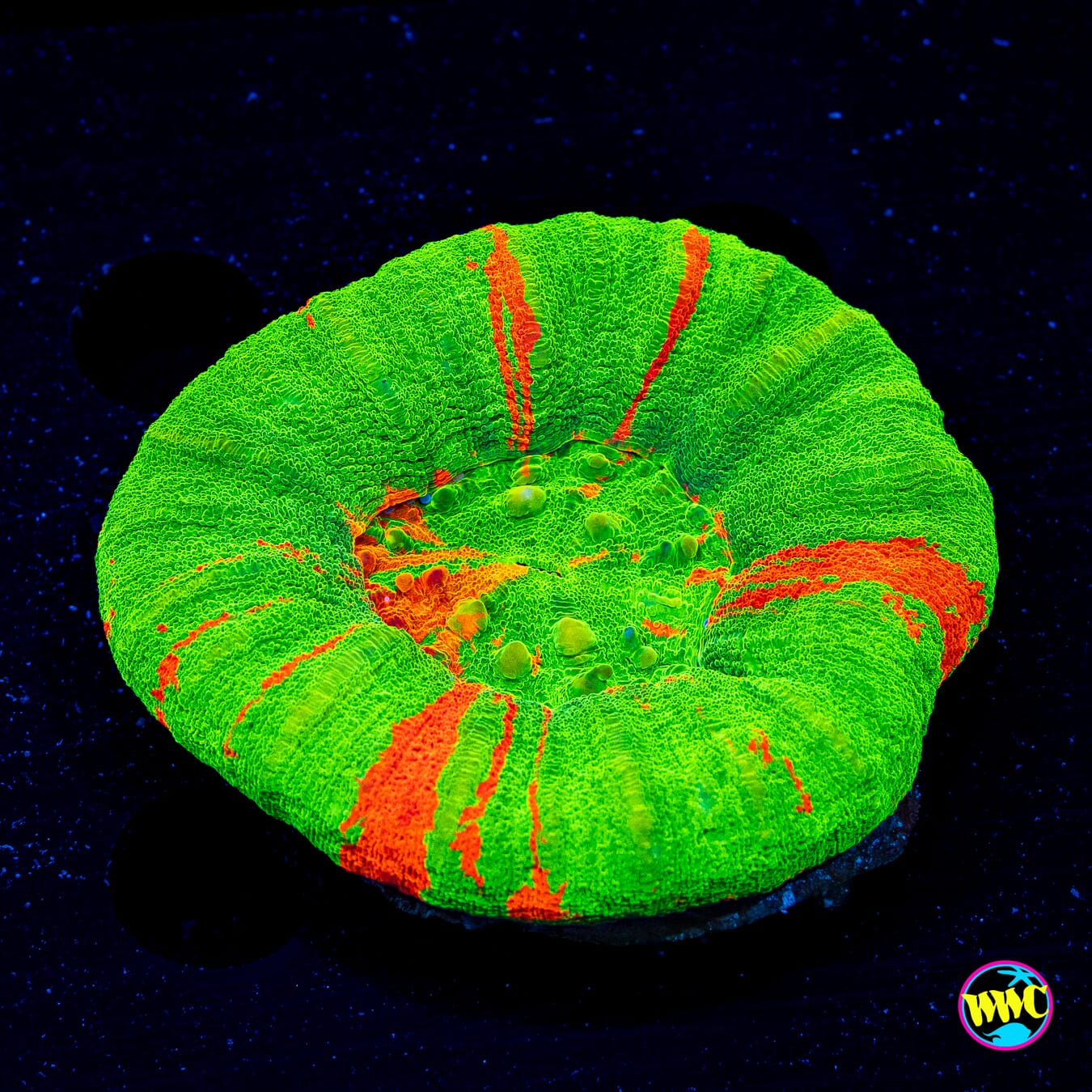 Candy Apple Orange Scolymia - Daylight Photo