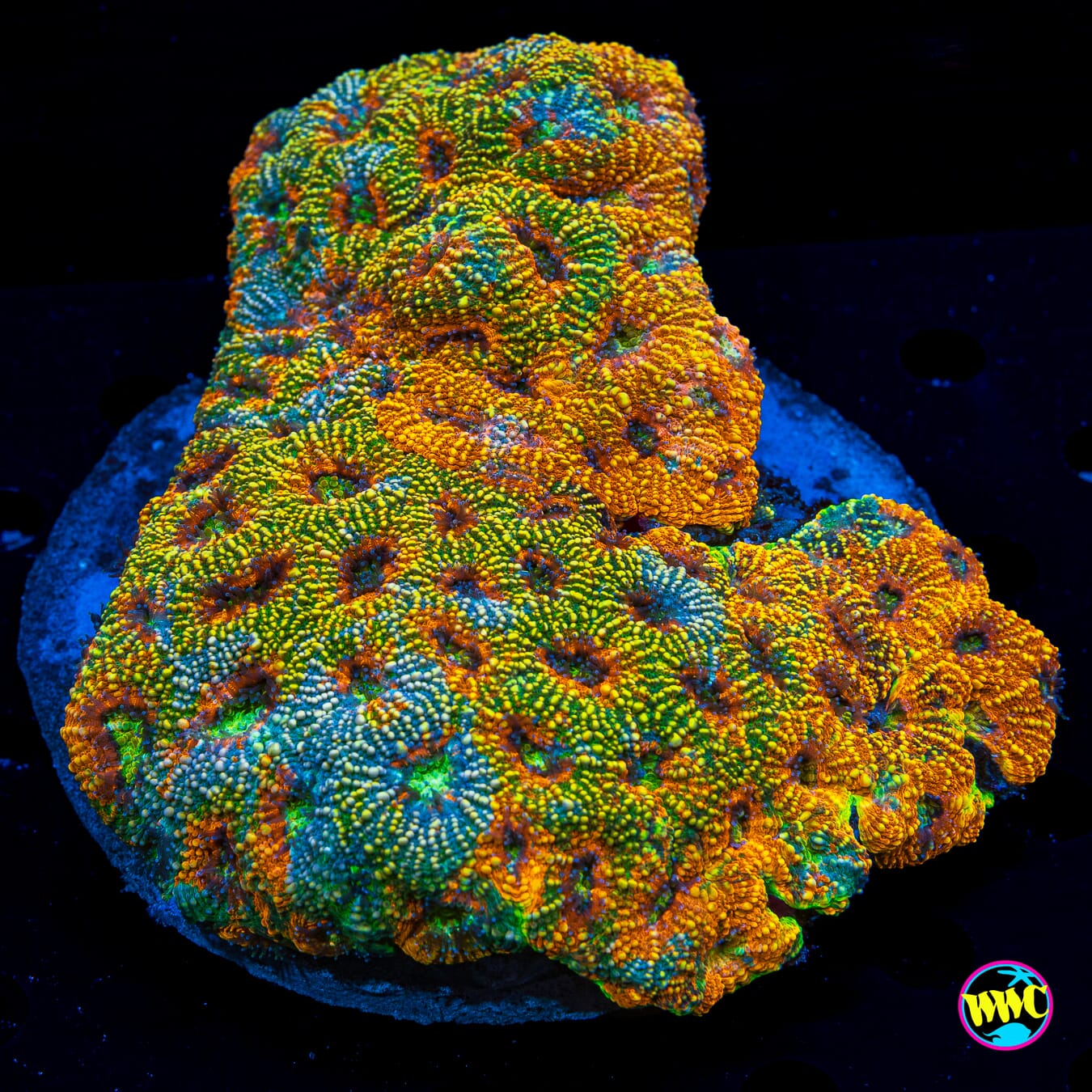 Tangerine Twist Echinata - Daylight Photo