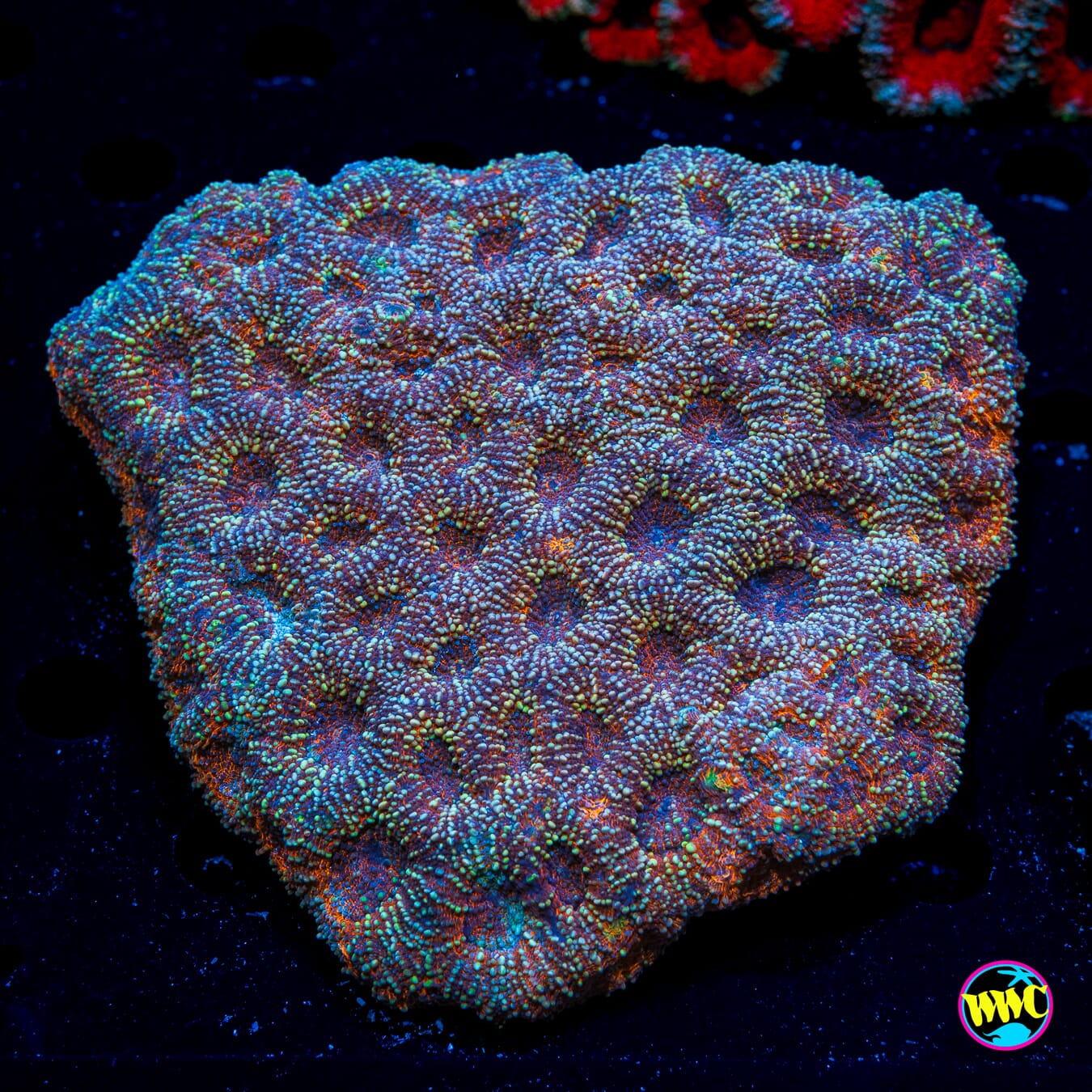 Kaleidoscope Echinata - Daylight Photo