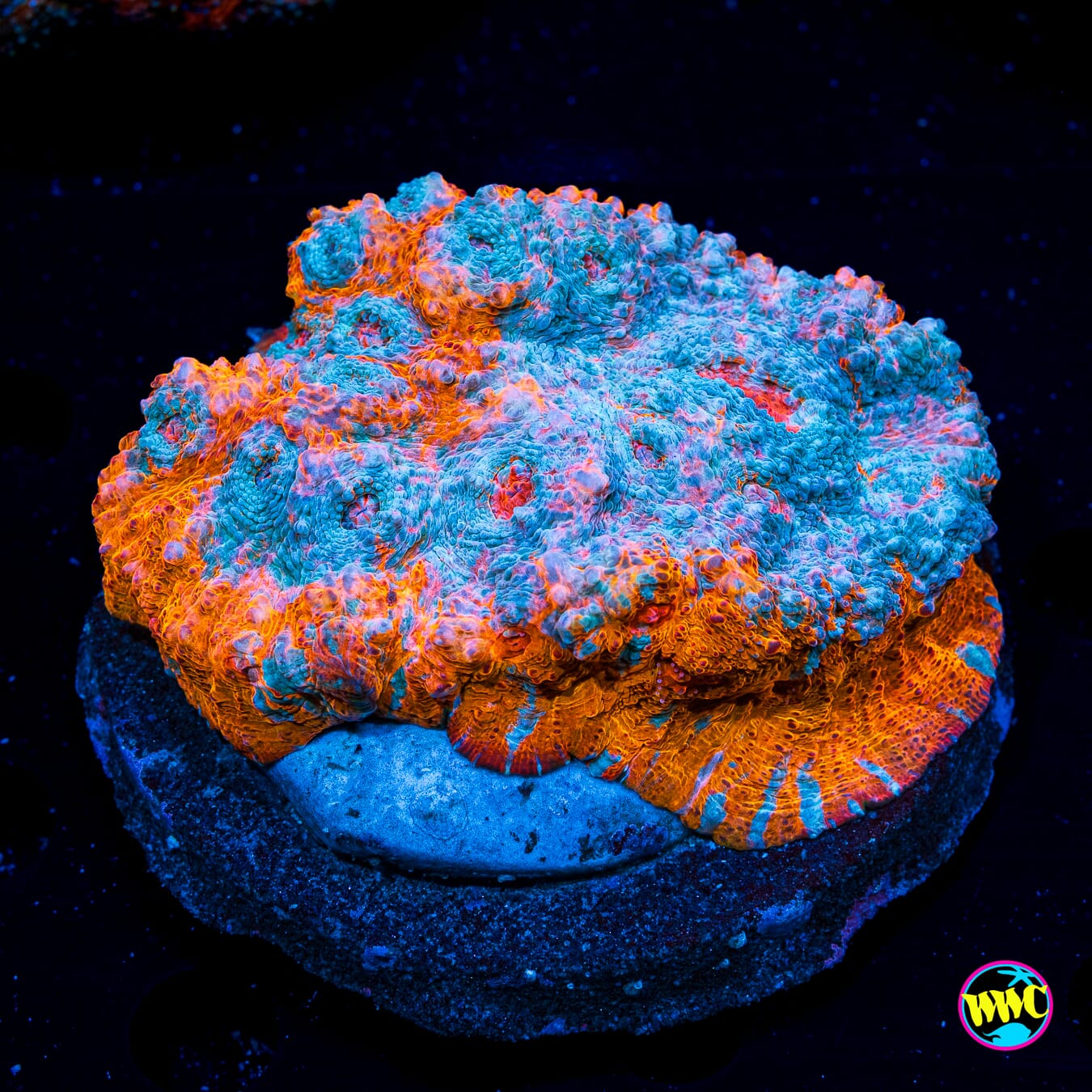 Nacho Cheese Chalice - Daylight Photo