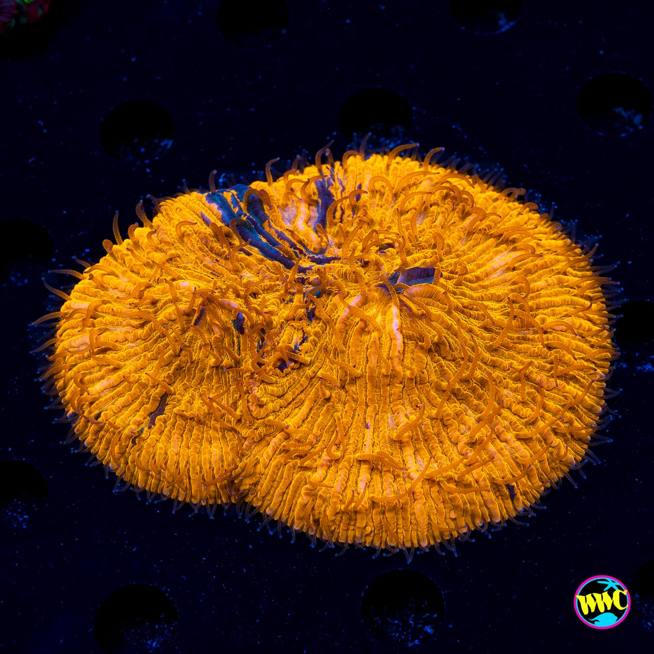 Oil Spill Plate - Daylight Photo