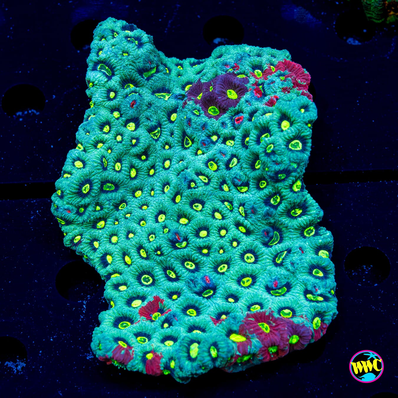 Teal Smiley War Coral - Daylight Photo
