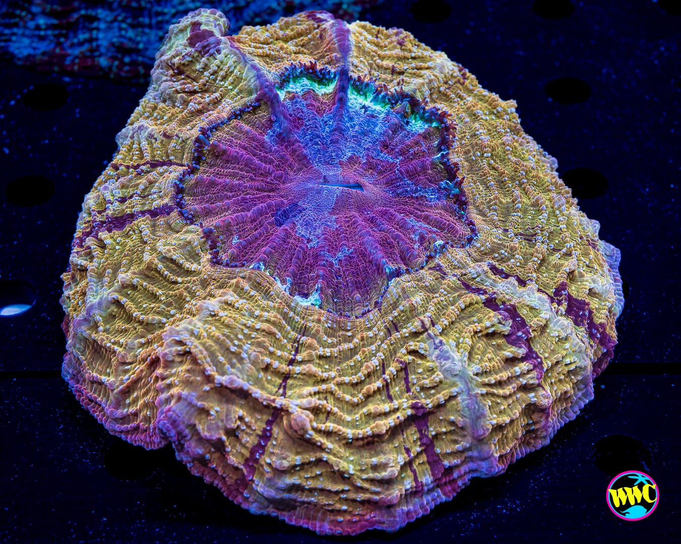 Golden Plushie Acanthophyllia - Daylight Photo