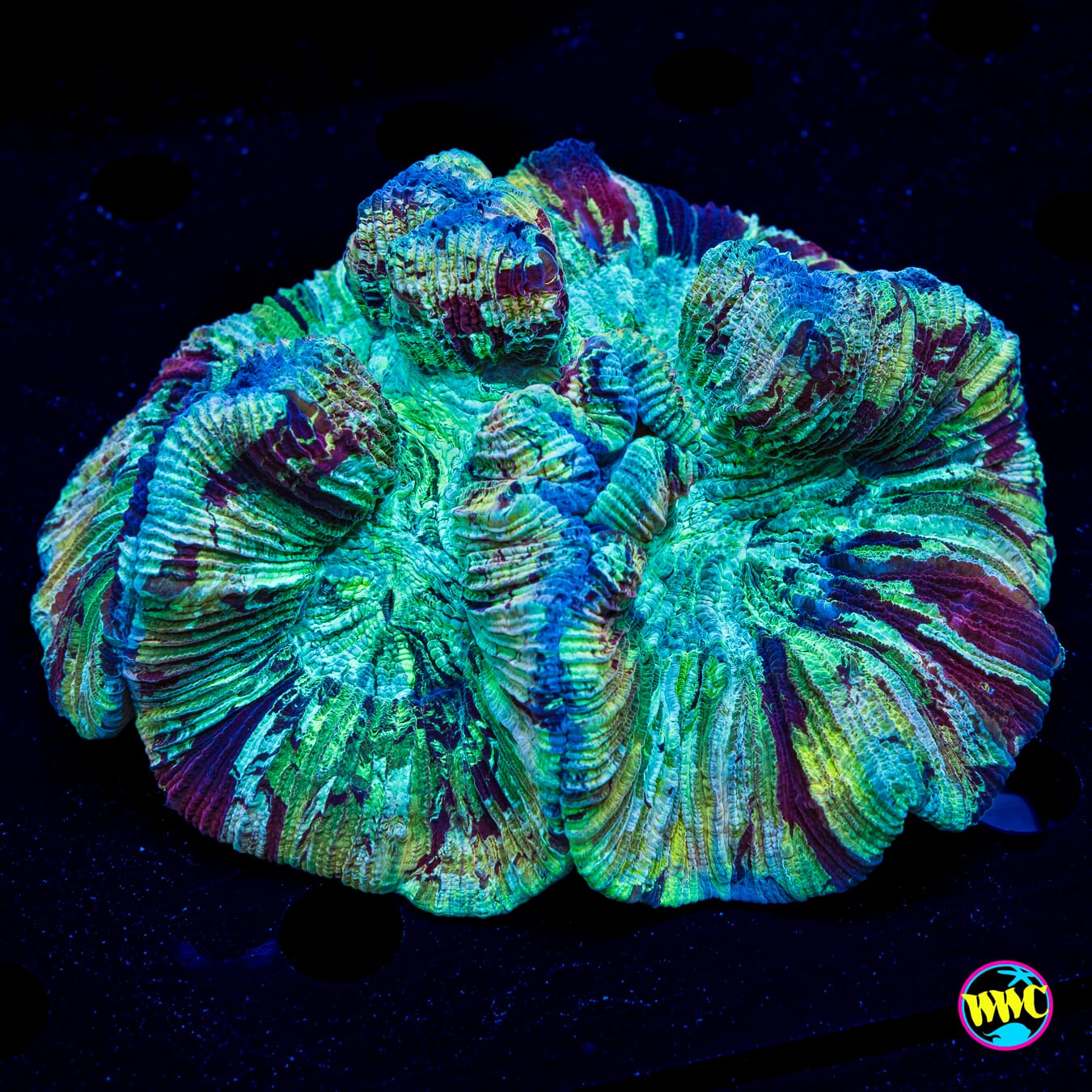 Minty Explosion Trachyphyllia - Daylight Photo